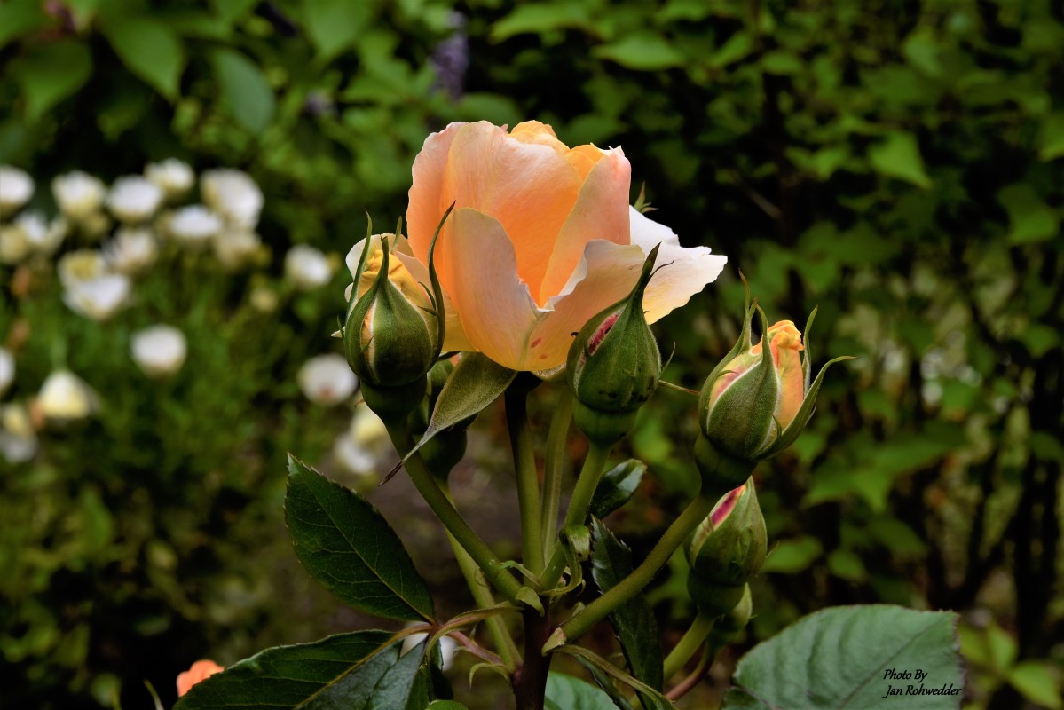 _DSC2929 – Jan Rohwedder