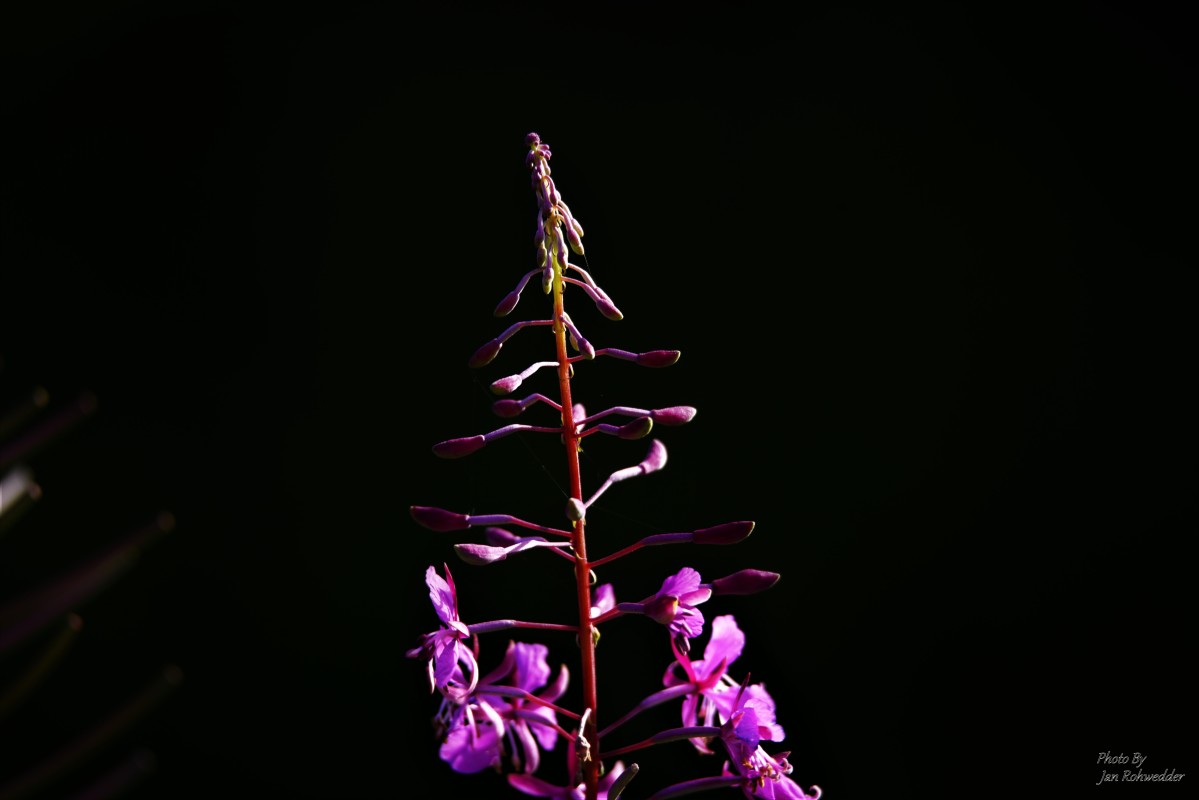 _DSC8023 – Jan Rohwedder