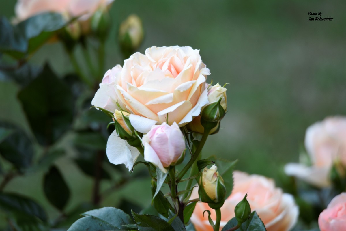 _DSC3289 – Jan Rohwedder