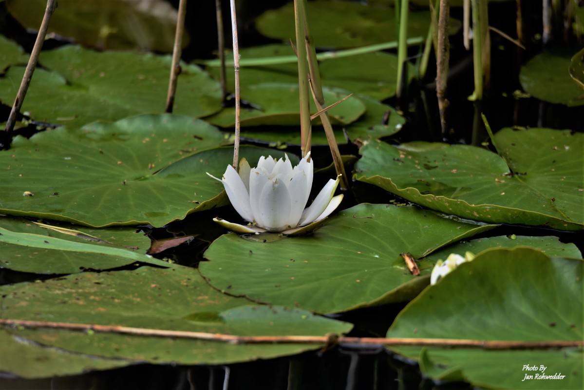 _DSC2451 – Jan Rohwedder