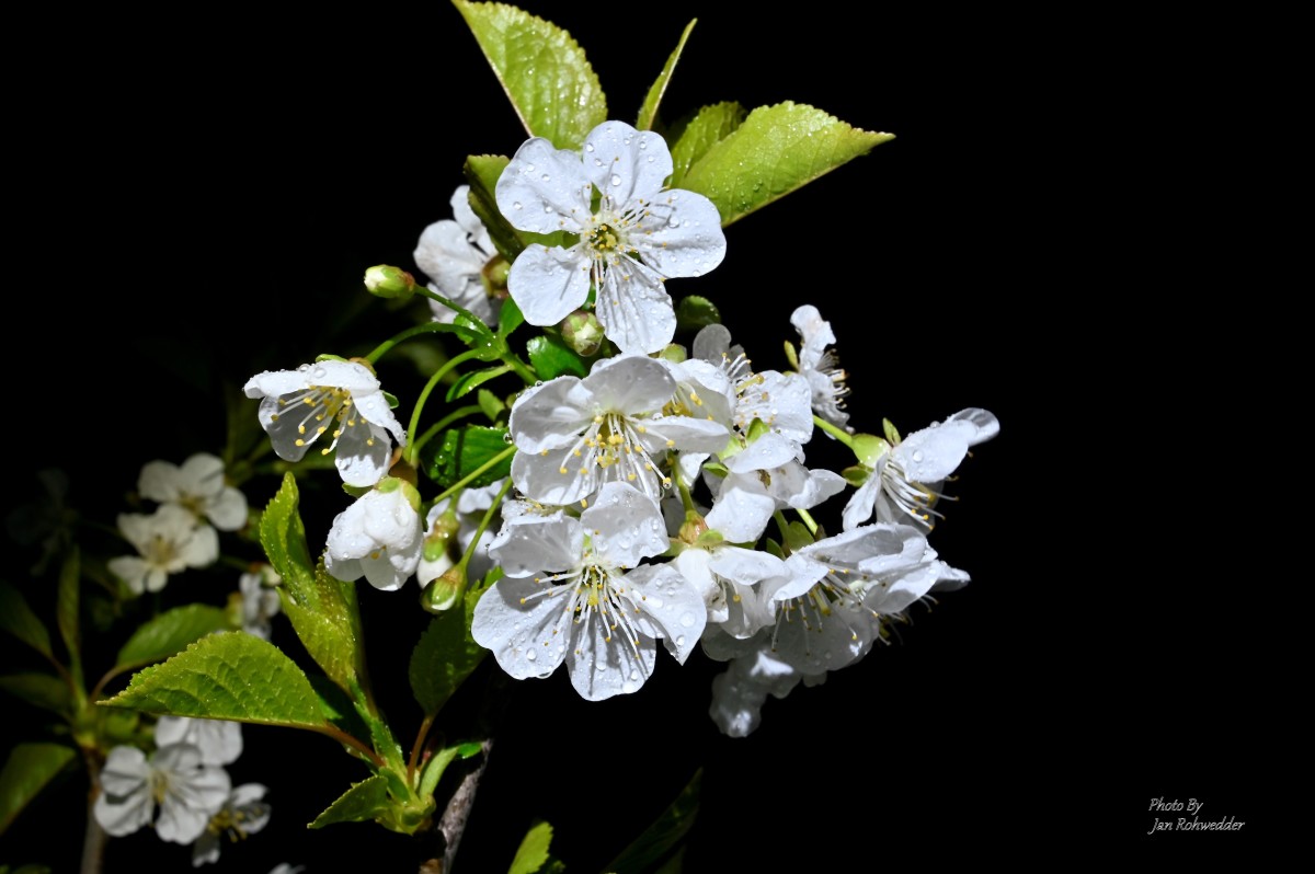 _DSC6370 – Jan Rohwedder