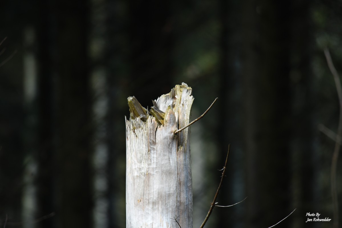 DSC_2620 – Jan Rohwedder