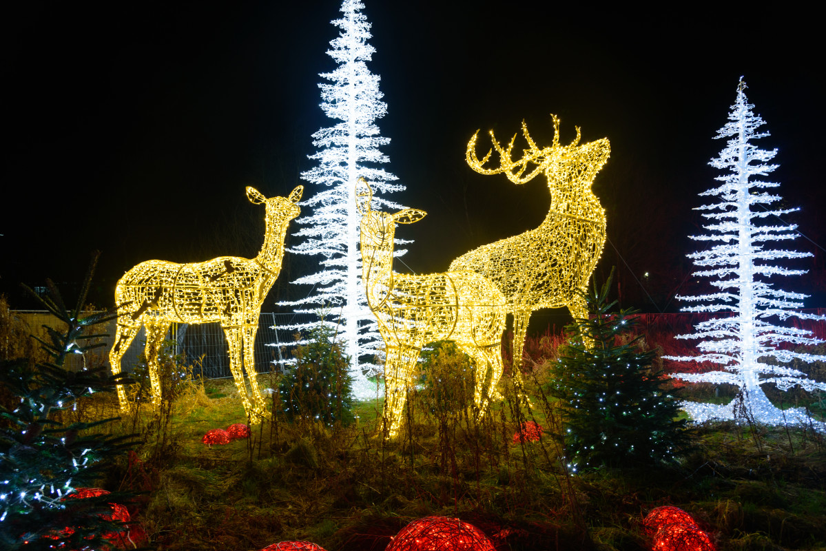 Lumagica Frozen Kingdom Aabenraa – Steen Hansen