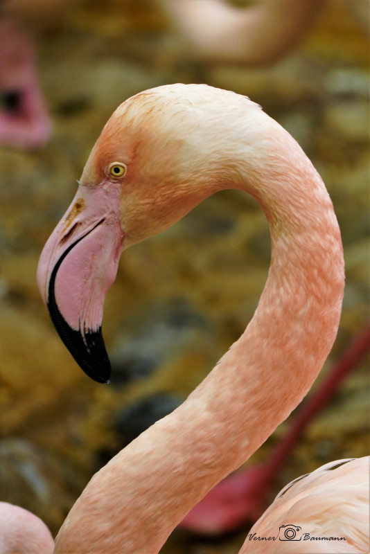 Flamingo – verner baumann