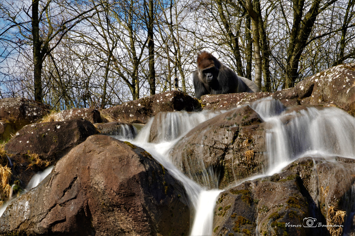 Gorilla ved vandfald – verner baumann