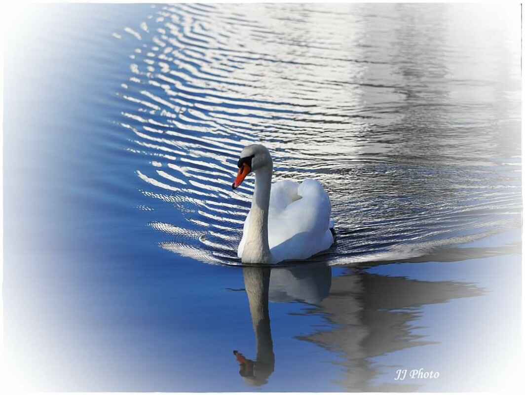 Svane...  – Jeanette Jensen
