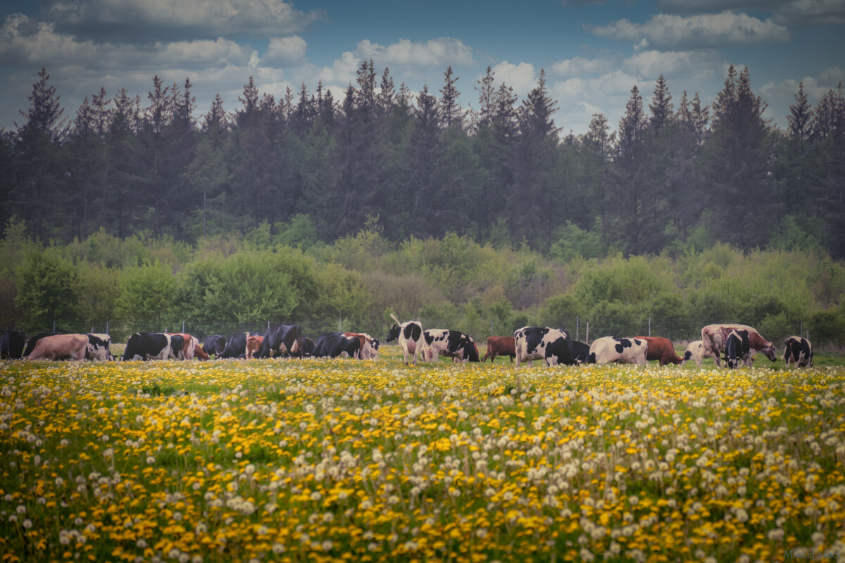 Arla – Mikkel