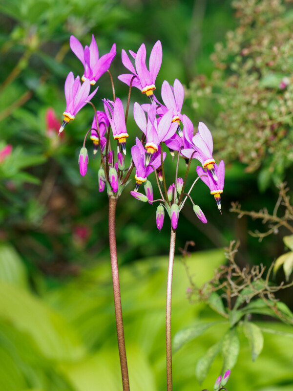 Blomst  – Steen Hansen
