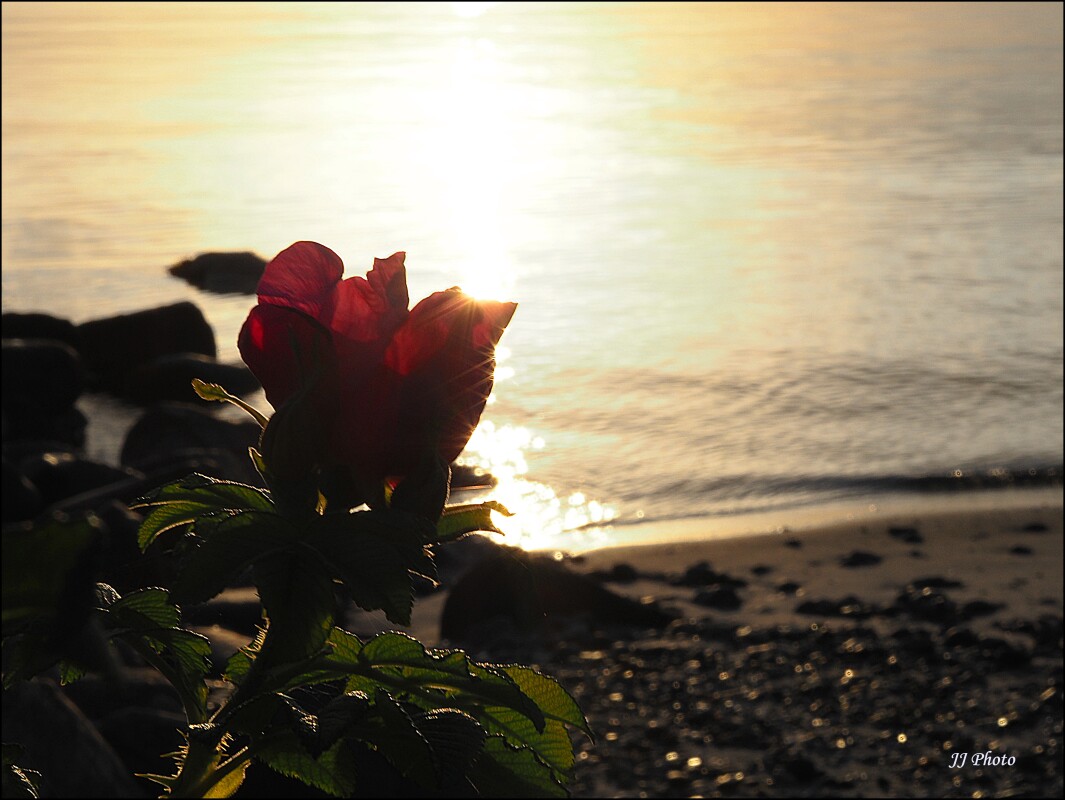 MorgenRose – Jeanette Jensen