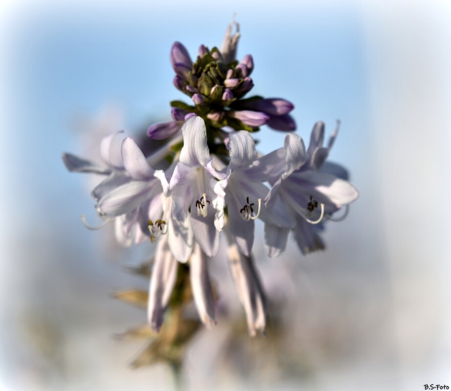 Blomst.... – Benthe Sørensen