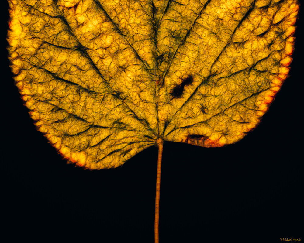 Et blad – Mikkel